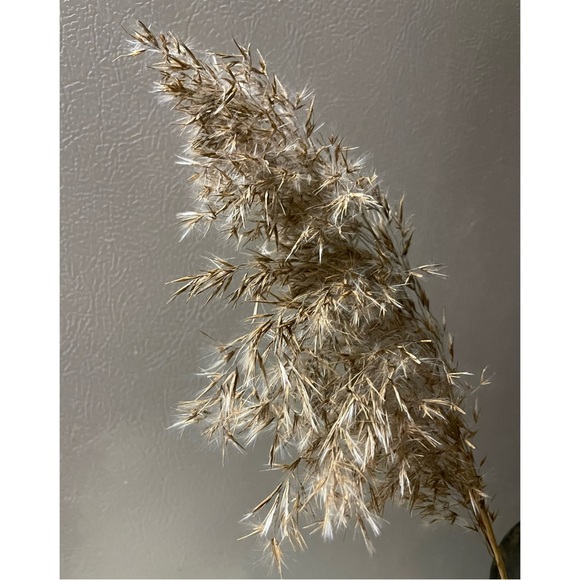 Dried Reed Décor - Picture 5 of 9